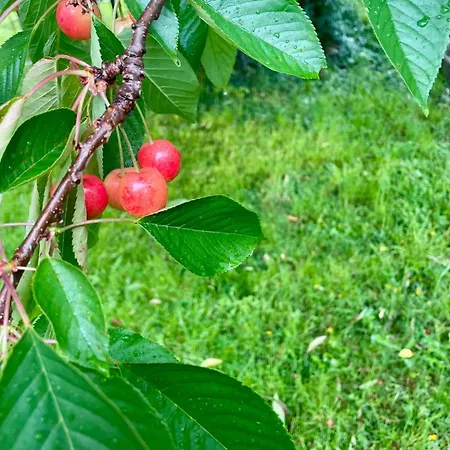 Grimm Апартаменты